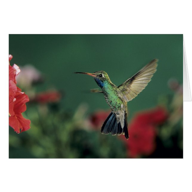 Brednäbbad kolibri, Cynanthus Hälsningskort (Framsidan Horizontal)