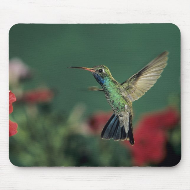 Brednäbbad kolibri, Cynanthus Musmatta (Framsidan)