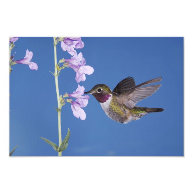 Bredstjärtad kolibri, Selasphorus Fototryck (Framsidan)