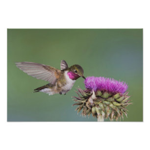 Bredstjärtad kolibri, Selasphorus Fototryck