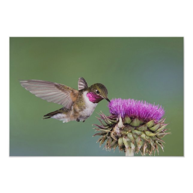 Bredstjärtad kolibri, Selasphorus Fototryck (Framsidan)