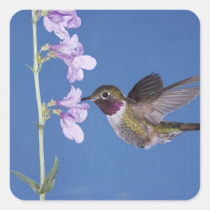 Bredstjärtad kolibri, Selasphorus Fyrkantigt Klistermärke