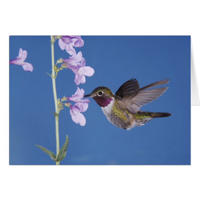 Bredstjärtad kolibri, Selasphorus Hälsningskort (Framsidan Horizontal)