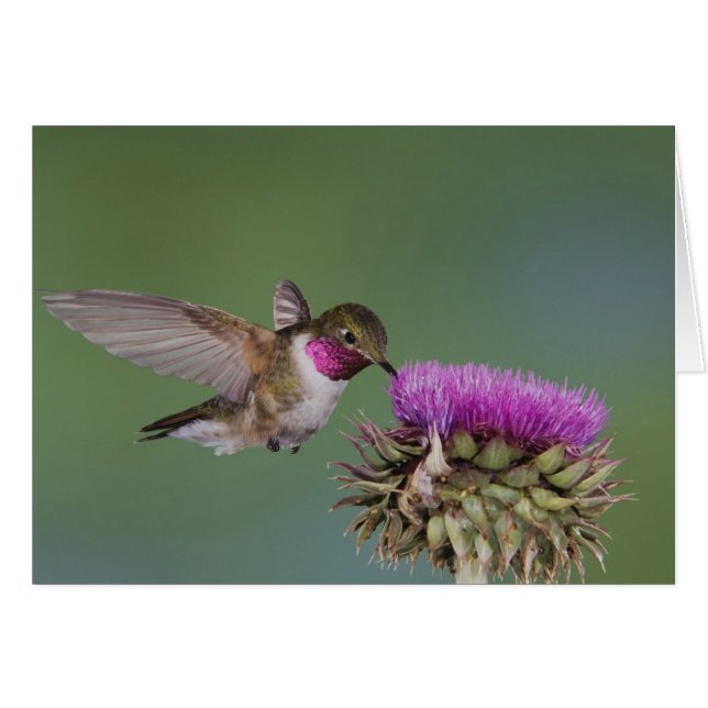 Bredstjärtad kolibri, Selasphorus Hälsningskort (Framsidan Horizontal)