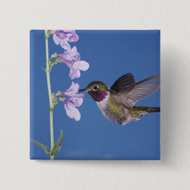 Bredstjärtad kolibri, Selasphorus Knapp (Framsida)