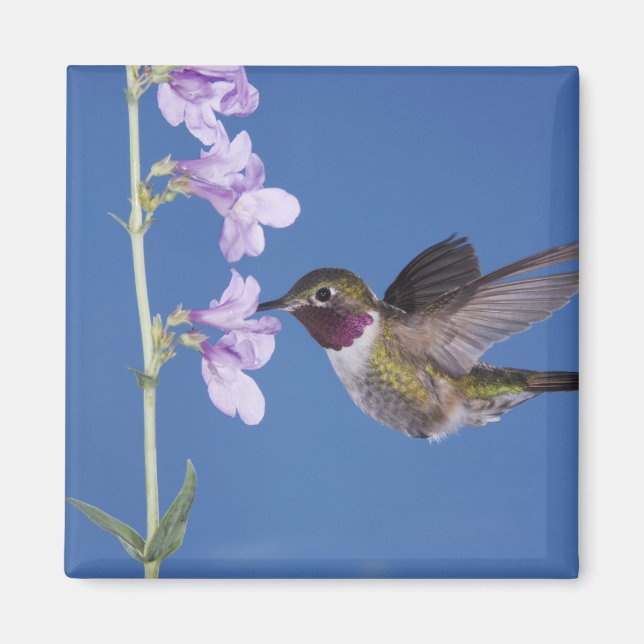 Bredstjärtad kolibri, Selasphorus Magnet (Framsidan)