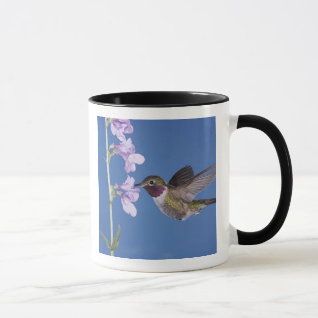Bredstjärtad kolibri, Selasphorus Mugg (Höger)