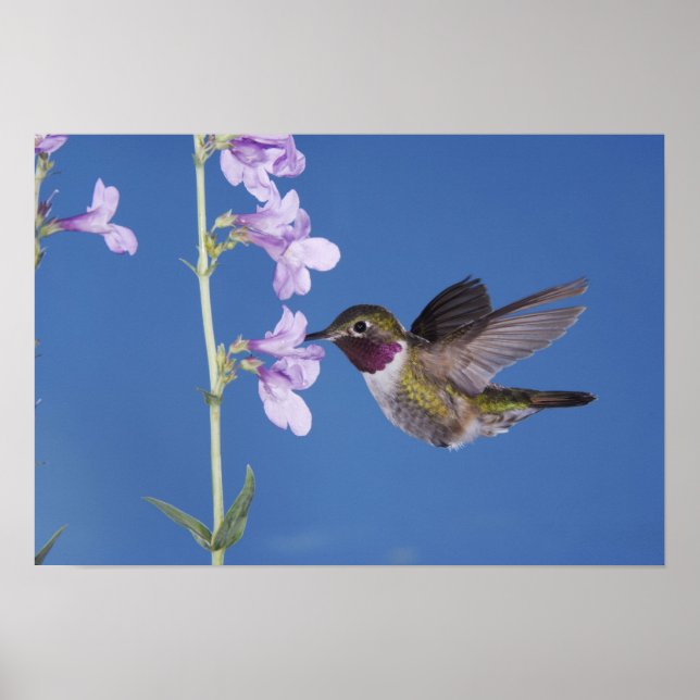Bredstjärtad kolibri, Selasphorus Poster (Framsidan)