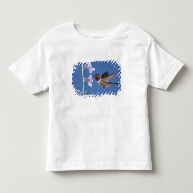 Bredstjärtad kolibri, Selasphorus T Shirt (Framsida)