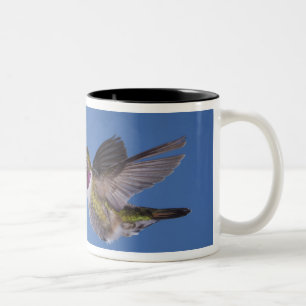 Bredstjärtad kolibri, Selasphorus Två-Tonad Mugg