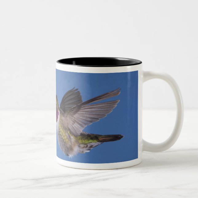 Bredstjärtad kolibri, Selasphorus Två-Tonad Mugg (Höger)