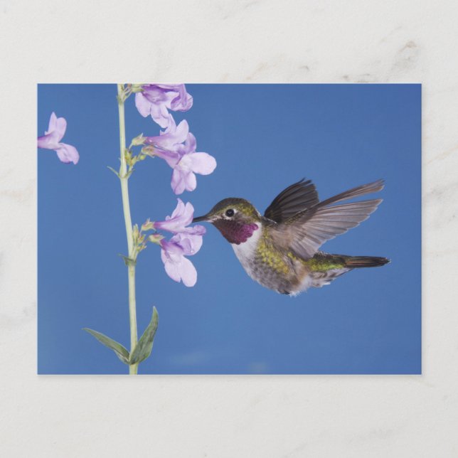 Bredstjärtad kolibri, Selasphorus Vykort (Framsida)