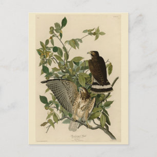 Bredvingad hök från Audubons Birds of America Vykort