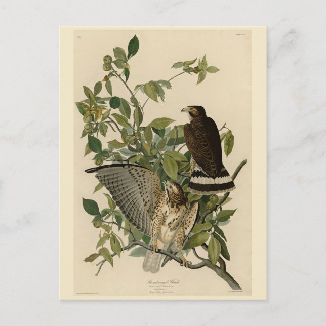 Bredvingad hök från Audubons Birds of America Vykort (Framsida)
