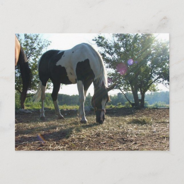 Breezy Sunbeams Vykort (Framsida)