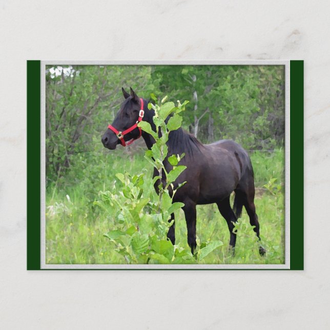 Breezy Vykort (Framsida)