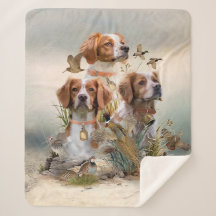 Bretagne spanel, fåglarnas passion