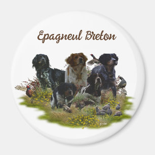 Bretagne spanjor, fågeljakt magnet