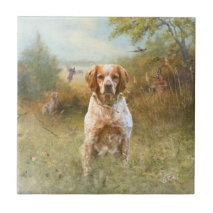 Bretagne-spanjorerna, Fransk Bretagne, Bird hund, Kakelplatta
