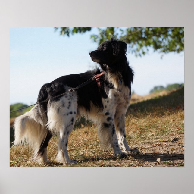 Bretagne Spanska Hund Poster (Framsidan)