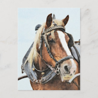 Breton draft horse in harness vykort