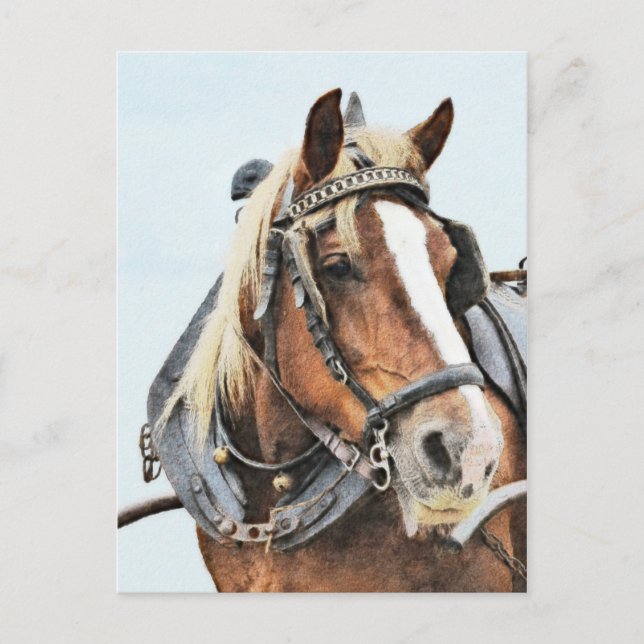 Breton draft horse in harness vykort (Framsida)