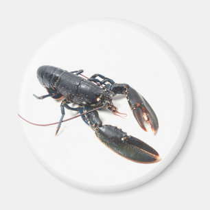 Breton hummer magnet
