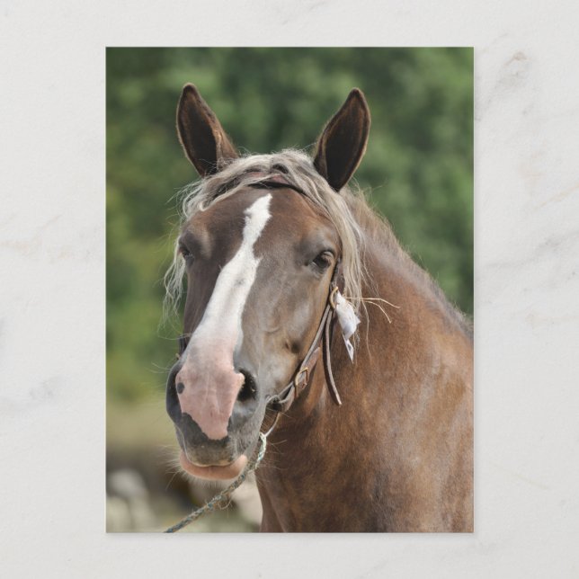 Bretons utkast vykort (Framsida)