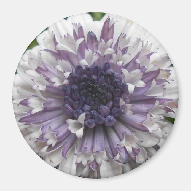 Brett Magnet (Framsidan)