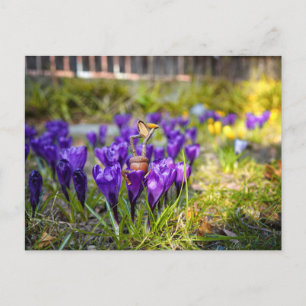 Brevbil av lila krokblomma av vår vykort