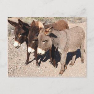 Brevkort, åsnor, burros vykort