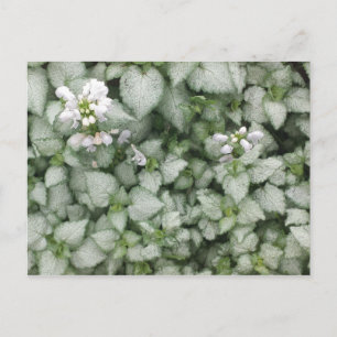 Brevkort av Lamium maculatum (Vita Nancy) Vykort