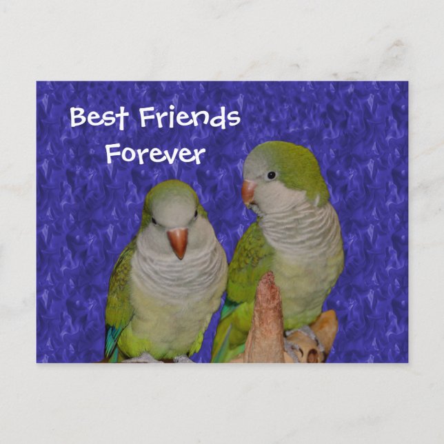 Brevkort för bästa vänner för Cute Birds Vykort (Framsida)