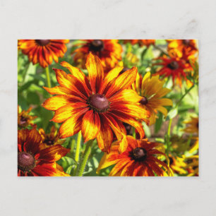 Brevkort för Bright Coneflower Blommigt Vykort