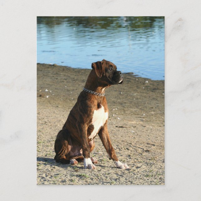 Brevkort för Brindle Boxer Puppy Vykort (Framsida)