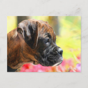 Brevkort för Brindle Boxer-valp Vykort