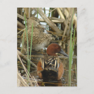 Brevkort för Cinnamon Teal Pair Vykort