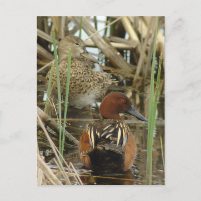 Brevkort för Cinnamon Teal Pair Vykort (Framsida)
