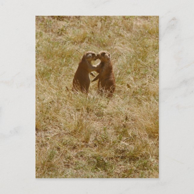 Brevkort för Cute praire hund Vykort (Framsida)