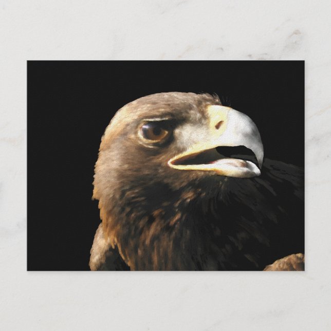 Brevkort för Golden Eagle Porträtt Vykort (Framsida)