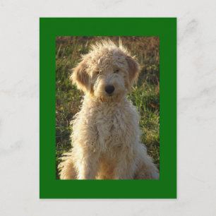 Brevkort för Goldendoodle Puppy Hund Blank Grönt Vykort