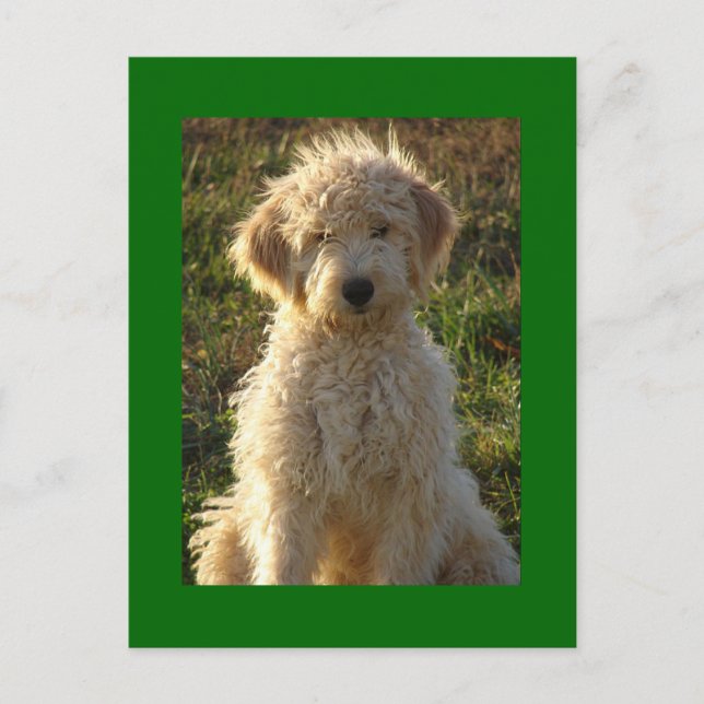 Brevkort för Goldendoodle Puppy Hund Blank Grönt Vykort (Framsida)