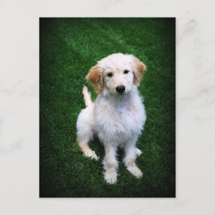 Brevkort för gyllene Doodle Puppy Vykort