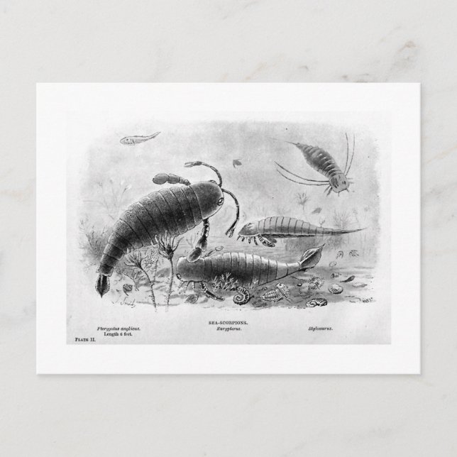 Brevkort för havskorpioner vykort (Framsida)