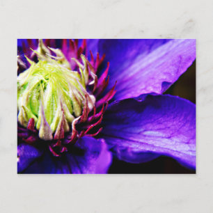 Brevkort för ljusa Lila clematis-blommor Vykort