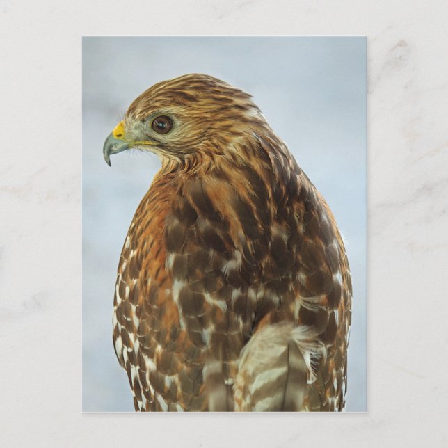 Brevkort för rödaxlad hawk (Buteo lineatus) Vykort (Framsida)