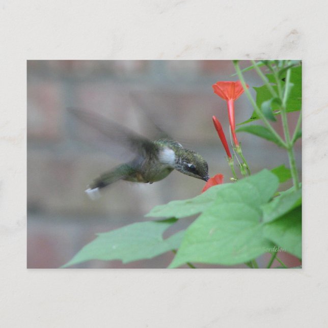 Brevkort för ryggsäck vykort (Framsida)