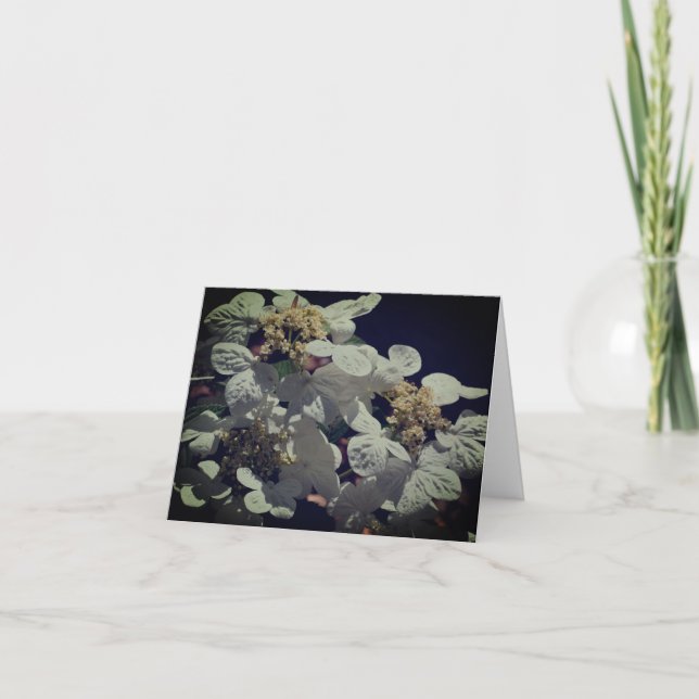 Brevkort för snöre Cap Hydrangea Flowers Tack Kort (Framsida)