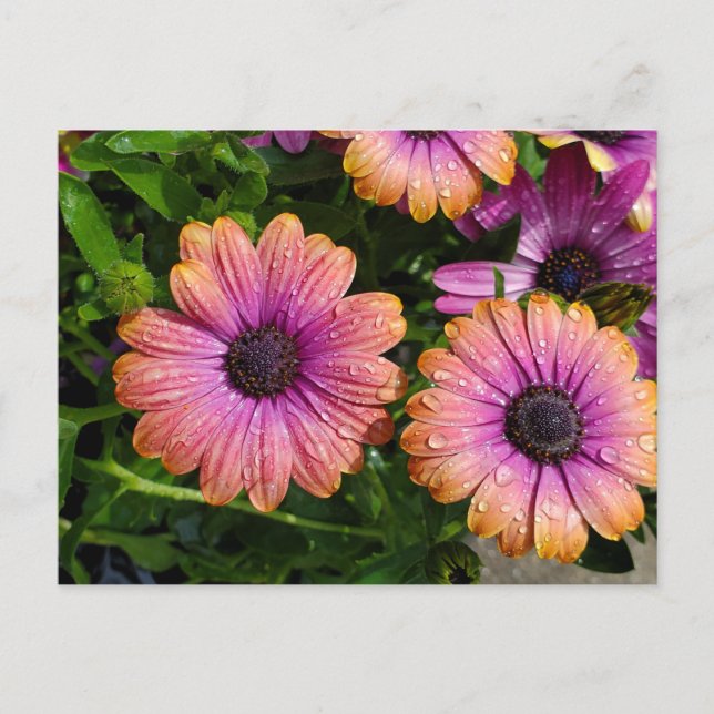 Brevkort för sommarblommor vykort (Framsida)