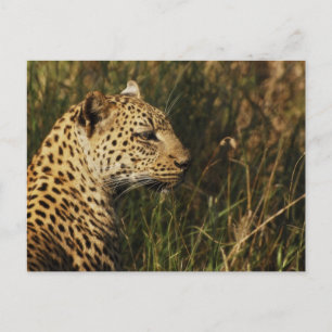 Brevkort för vild av leopard (alert & sitta up) vykort